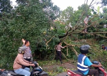 Pohon Tumbang di Batam, Polisi Garcep Atur Lalin