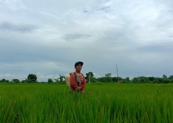 Hadapi Musim Kemarau, Petani Khawatir Bakal Gagal Panen Lagi