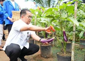 Akmal Malik Lakukan Awal Plot Percontohan Tanaman Organik