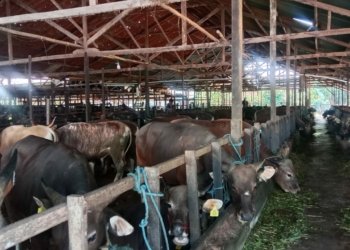 Idul Adha, Masjid Jami Hidayatul Muhajirin Potong 26 Ekor Hewan Kurban