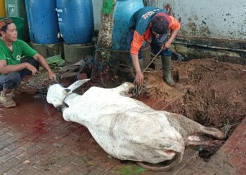 Ketua MKGR Kalsel Hasnuryadi Serahkan Satu Ekor Sapi ke Wartawan Banjarbaru