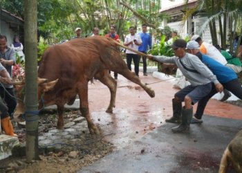 Pemerintah Kabupaten Banjar Sembelih Enam Ekor Sapi Kurban