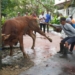Pemerintah Kabupaten Banjar Sembelih Enam Ekor Sapi Kurban