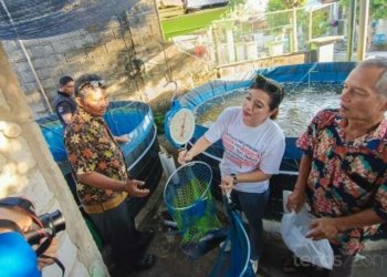Pokmas di Landasan Ulin Sukses Panen Ikan Bioflok Pertama Hasil Pokir Komisi III