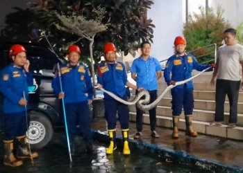 Dalam Satu Hari, Dua Ekor Ular Phyton Ditangkap Oleh Petugas DPKP Kabupaten Banjar