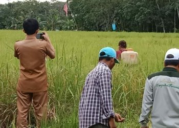 Dinas Pertanian Kabupaten Banjar Gelar Gerakan Pengendalian Hama Wereng Cokelat