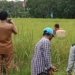 Dinas Pertanian Kabupaten Banjar Gelar Gerakan Pengendalian Hama Wereng Cokelat