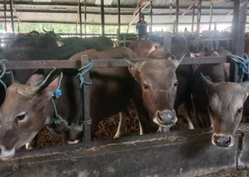 Permintaan Hewan Kurban Meningkat Jelang Idul Adha, Ratusan Ekor Ternak Haji Safrin Terjual