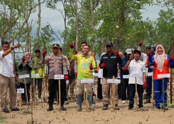 Perusahaan Indocement & Dinas LH Kotabaru Tanam Ribuan Mangrove Hingga Bersih-Bersih pantai