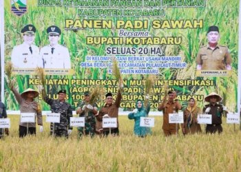 Bupati Kotabaru Ikut Panen Padi Di Desa Berangas Kotabaru