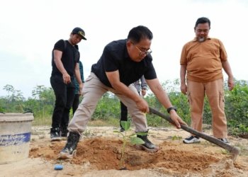 Pj Gubernur Kaltim Tanam Seribu Bibit Pohon Pisang Kepok Grecek