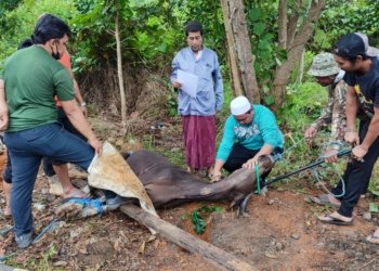 Pemkab Tanah Bumbu Potong 8 Ekor Sapi Kurban Untuk 56 Karyawannya yang masih PTT