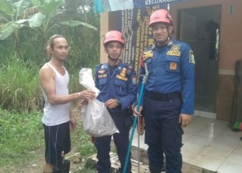 Petugas DPKP Kabupaten Banjar Tangkap Ular Lanang Sapi