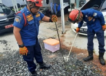 Ular Berkepala Dua Ditangkap Oleh DPKP Kabupaten Banjar Di Gambut