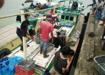Lagi, Serapan Hasil Ikan Lokal-Domestik BUMN Perikanan Satker Kalsel Semester I Lebihi Target