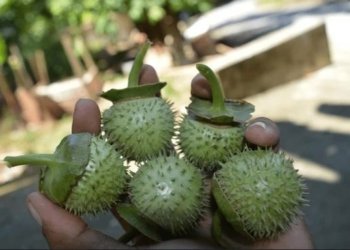 Heboh Kasus Mabuk Kecubung! Ini Tanggapan Kadis Kesehatan Kotabaru