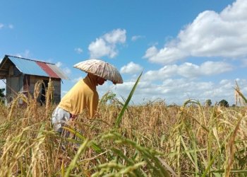 Petani Kelurahan Palam Mulai Kembangkan Program Tanam IP 200