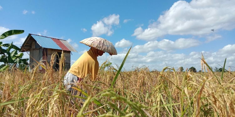 Petani Kelurahan Palam Mulai Kembangkan Program Tanam IP 200