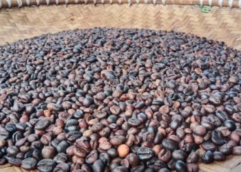 Harga Kopi Diprediksi Tetap Mahal Hingga Akhir Tahun 2024