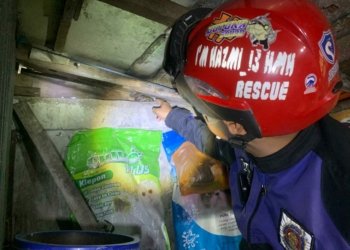 DPKP Kabupaten Banjar Kembali Tangkap Ular Phyton Dirumah Warga