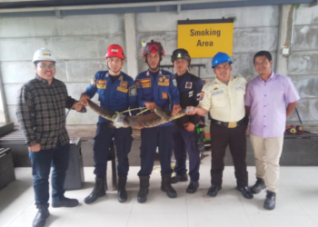 DPKP Kabupaten Banjar Sektor Gambut Tangkap Biawak Di PT Trakindo Utama Gambut