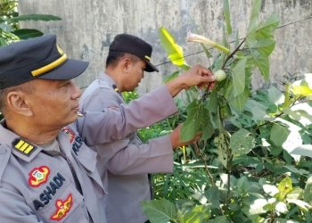 Tumbuh Liar, Polisi Banjarbaru Musnahkan Belasan Tanaman Pohon Kecubung