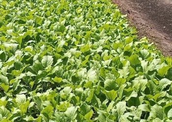 Harga Sayur Sawi Anjlok, Petani Sampai Tak Mau Manen