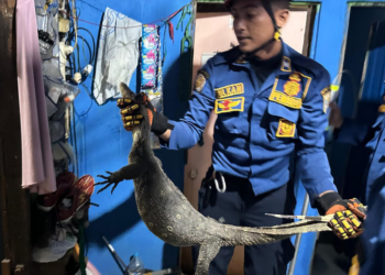 DPKP Kabupaten Banjar Evakuasi Biawak
