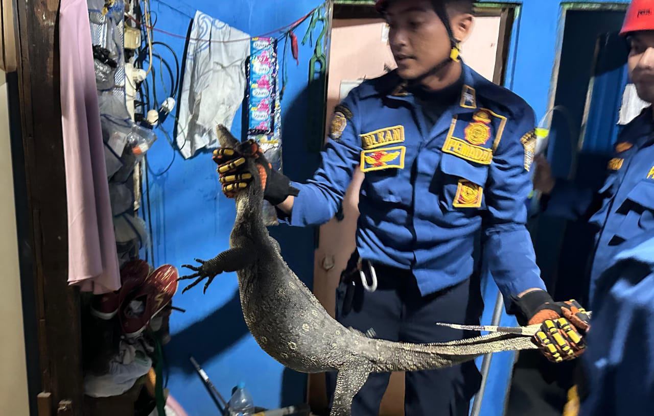 DPKP Kabupaten Banjar Evakuasi Biawak