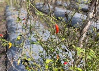 Harga ‘Meroket’, Petani Cabai di Banjarbaru Malah Gagal Panen