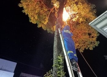 DPKP Kabupaten Banjar Dalam Satu Malam Evakuasi Tiga Sarang Tawon Vespa Affinis