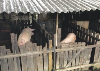 Tegas! Pemko Banjarbaru Beri Tenggat Waktu Peternak Babi Hingga 25 September