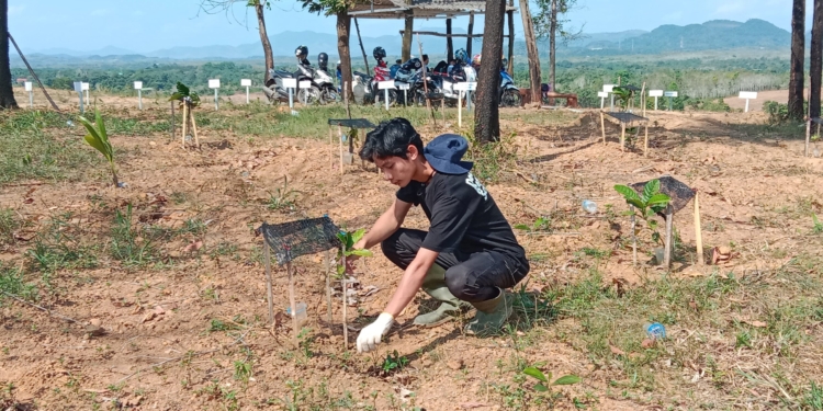 Kolaborasi Bersama Denhubrem, Petani Tanam 4000 Bibit Kopi Liberika
