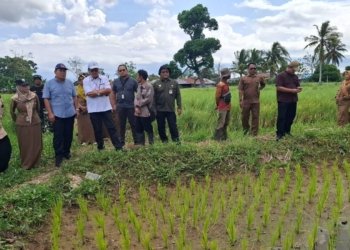 Warsita Dampingi Kepala Pusat Penyuluh Saat Monitoring Pertanian Di Martapura Barat