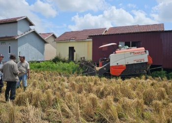Dinas Pertanian Kabupaten Banjar Pantau Penggunaan Alsintan Combine Helvester Tanikaya HT 88