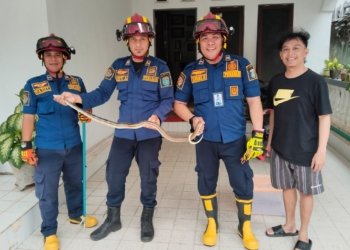 Anggota DPKP Kabupaten Banjar Amankan Ular Dirumah Warga