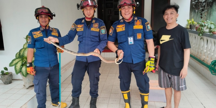 Anggota DPKP Kabupaten Banjar Amankan Ular Dirumah Warga
