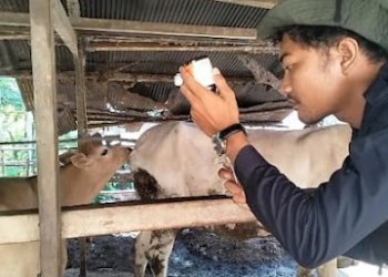 Dinas Pertanian Kabupaten Banjar Periksa Kesehatan Hewan