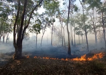 Sudah Lebih Dari 108 Hektar Hutan dan Lahan Di Kabupaten Banjar Terbakar