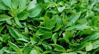 5 Daun Ini Berkhasiat Hilangkan Lemak Perut, Baca Disini!