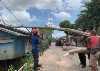 DPKP Kabupaten Banjar Tangani Pohon Tumbang