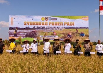 Petani Desa Penjambuan Syukuran Panen Padi Unggul Varietas Inpari 32