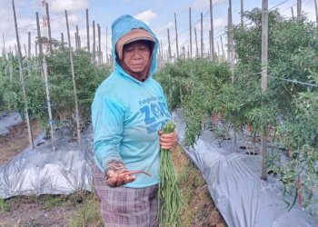 Imbas Musim Kemarau, Hasil Panen Petani Sayur Menurun