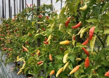 Harga Cabai di Kota Banjarbaru Turun, Ini Penyebabnya