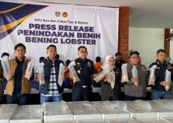 Bea Cukai Batam Gagalkan Penyelundupan 266.600 Benih Lobster di Bintan