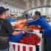 Harga Cabai Turun, Daya Beli Masyarakat Berkurang