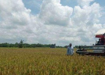 Membangun Ketahanan Pangan di Sekitar IKN Nusantara