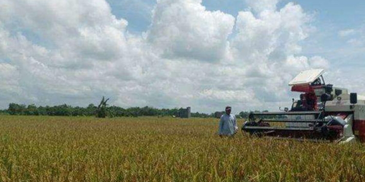 Membangun Ketahanan Pangan di Sekitar IKN Nusantara