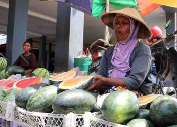 Usaha Tani Semangka di Muara Kaman Meningkat Pesat, Jadi Andalan Ekonomi Lokal