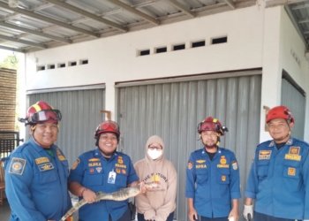 DPKP Kabupaten Banjar Amankan Biawak Dirumah Warga Bincau